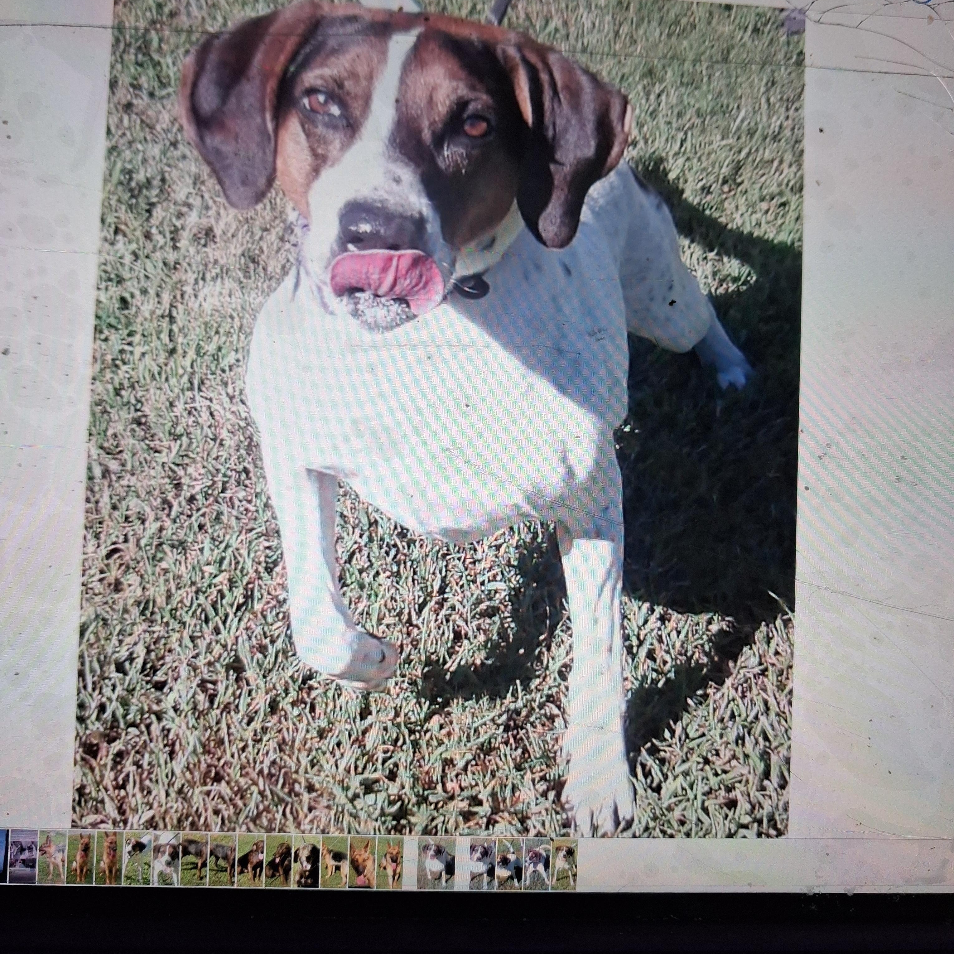 Enlarge Magnolia, a Adoptable Mixed Breed in Gloucester, VA image 4/6