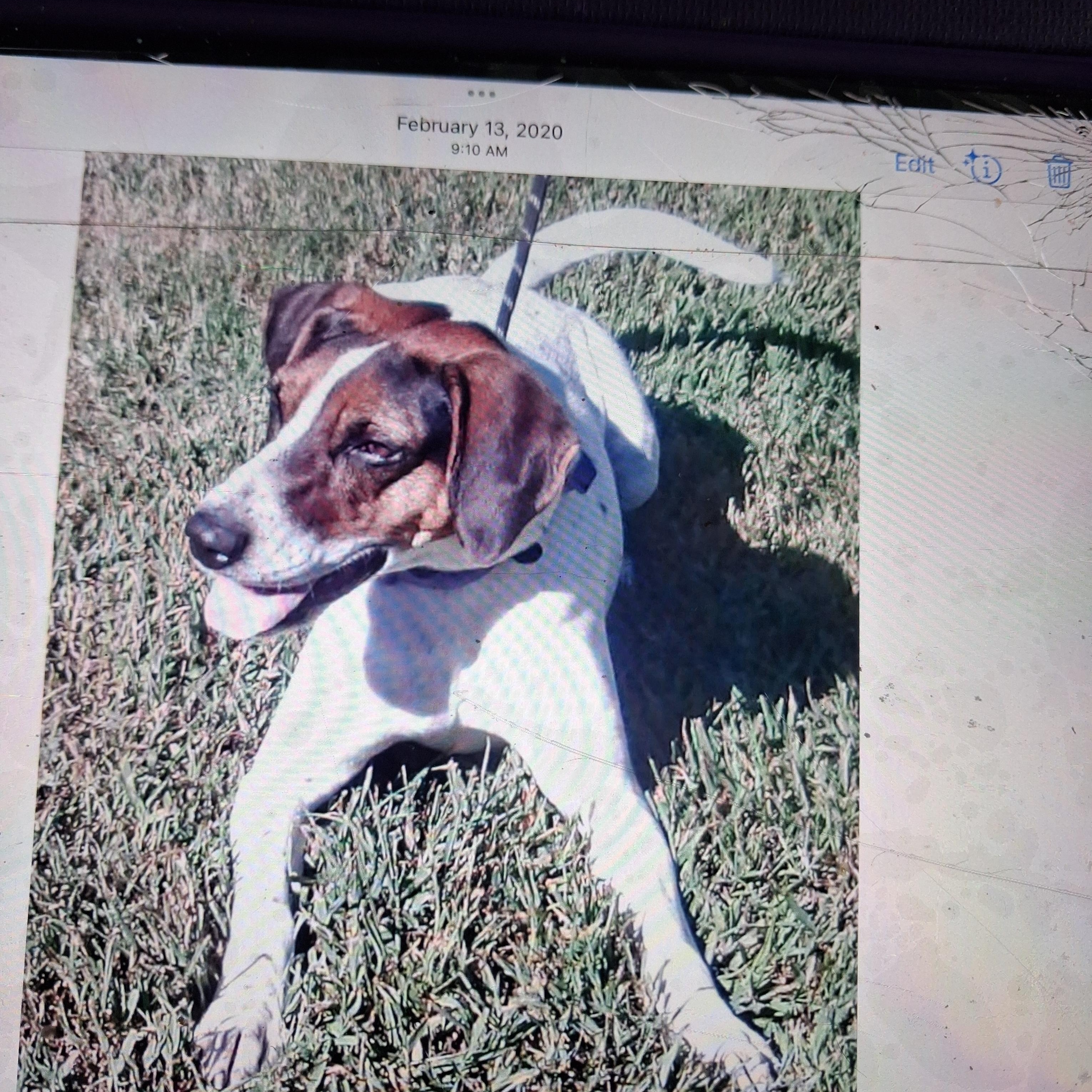 Enlarge Magnolia, a Adoptable Mixed Breed in Gloucester, VA image 3/6