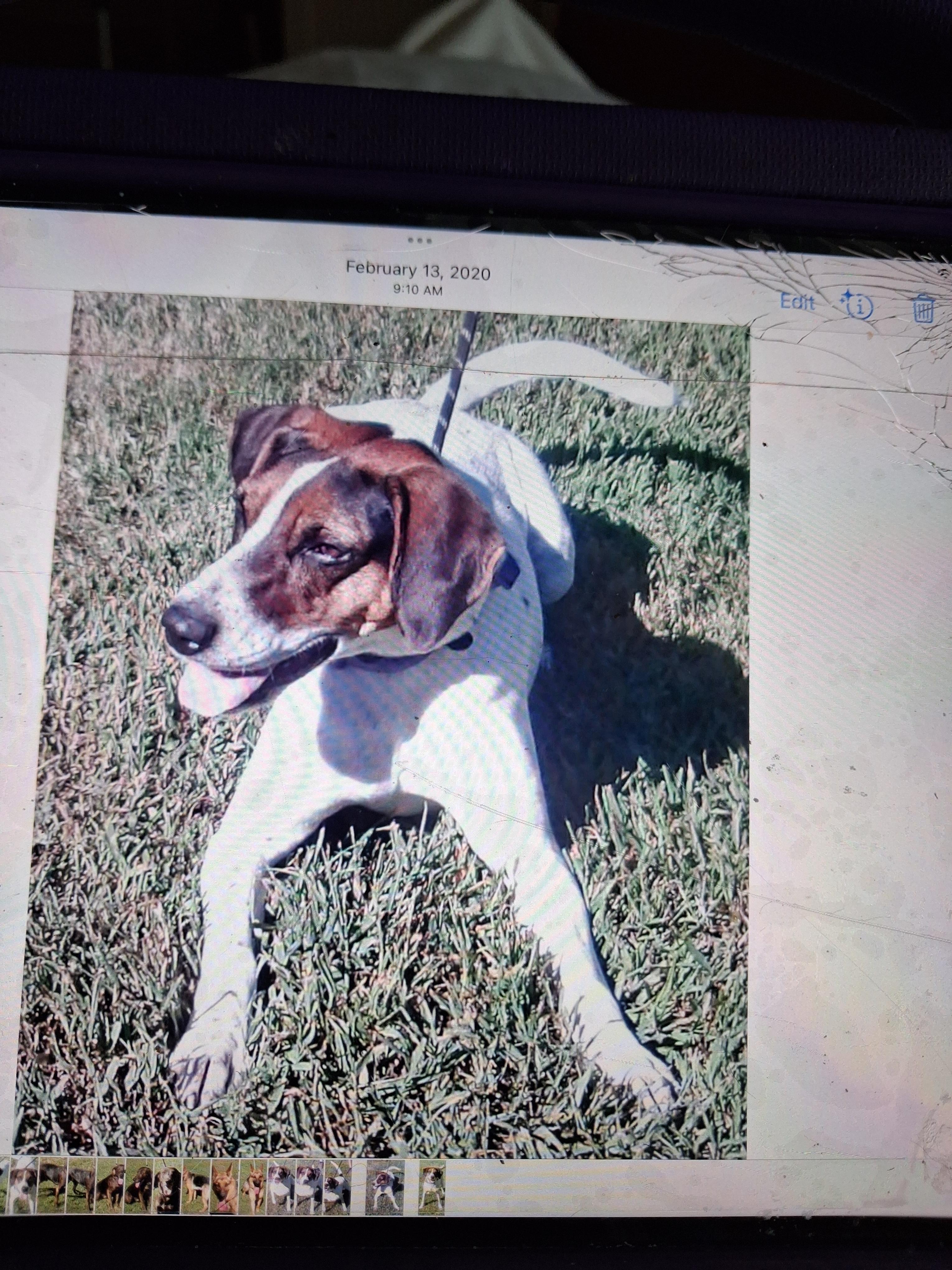 Enlarge Magnolia, a Adoptable Mixed Breed in Gloucester, VA image 5/6