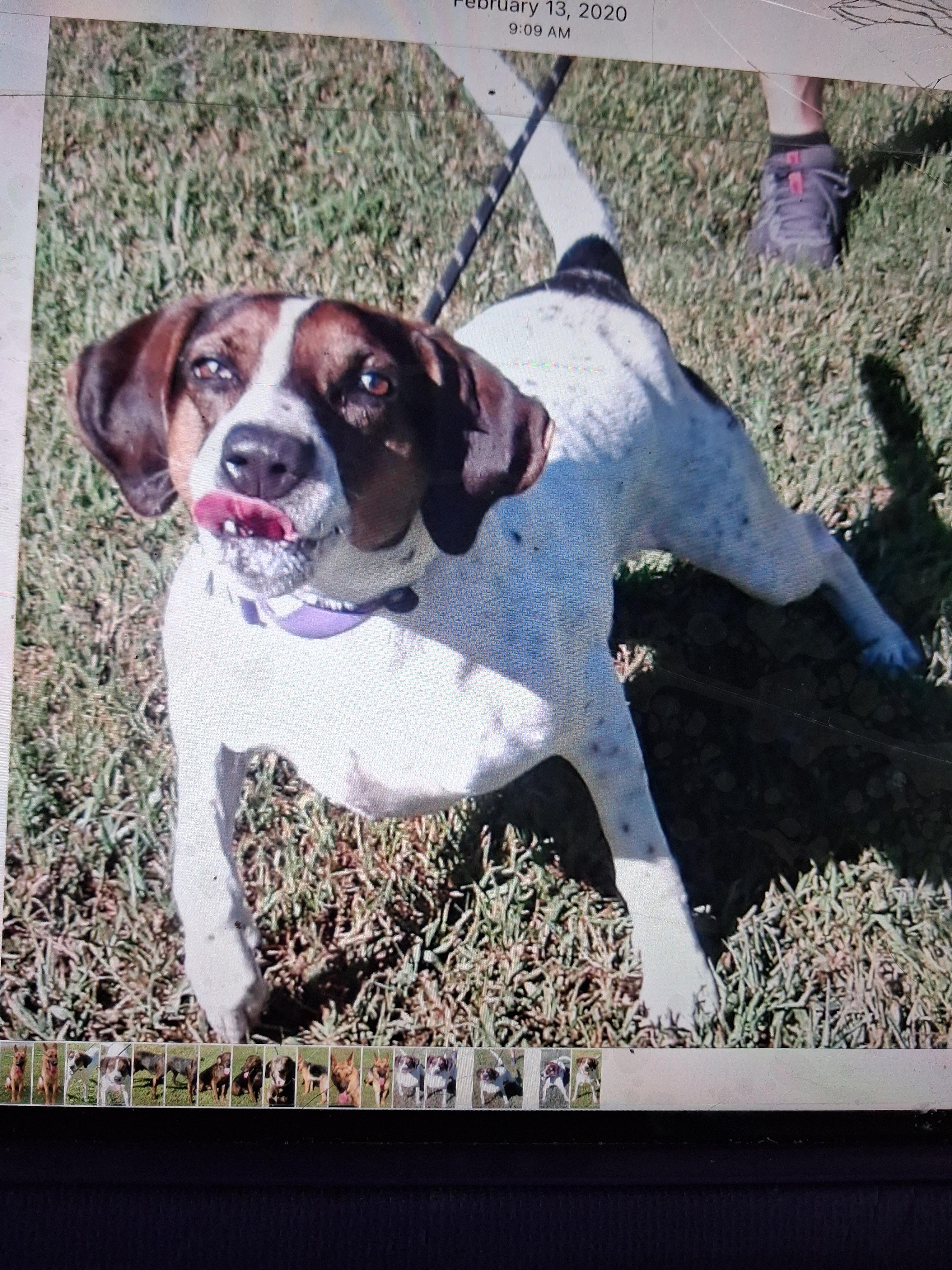 Enlarge Magnolia, a Adoptable Mixed Breed in Gloucester, VA image 6/6