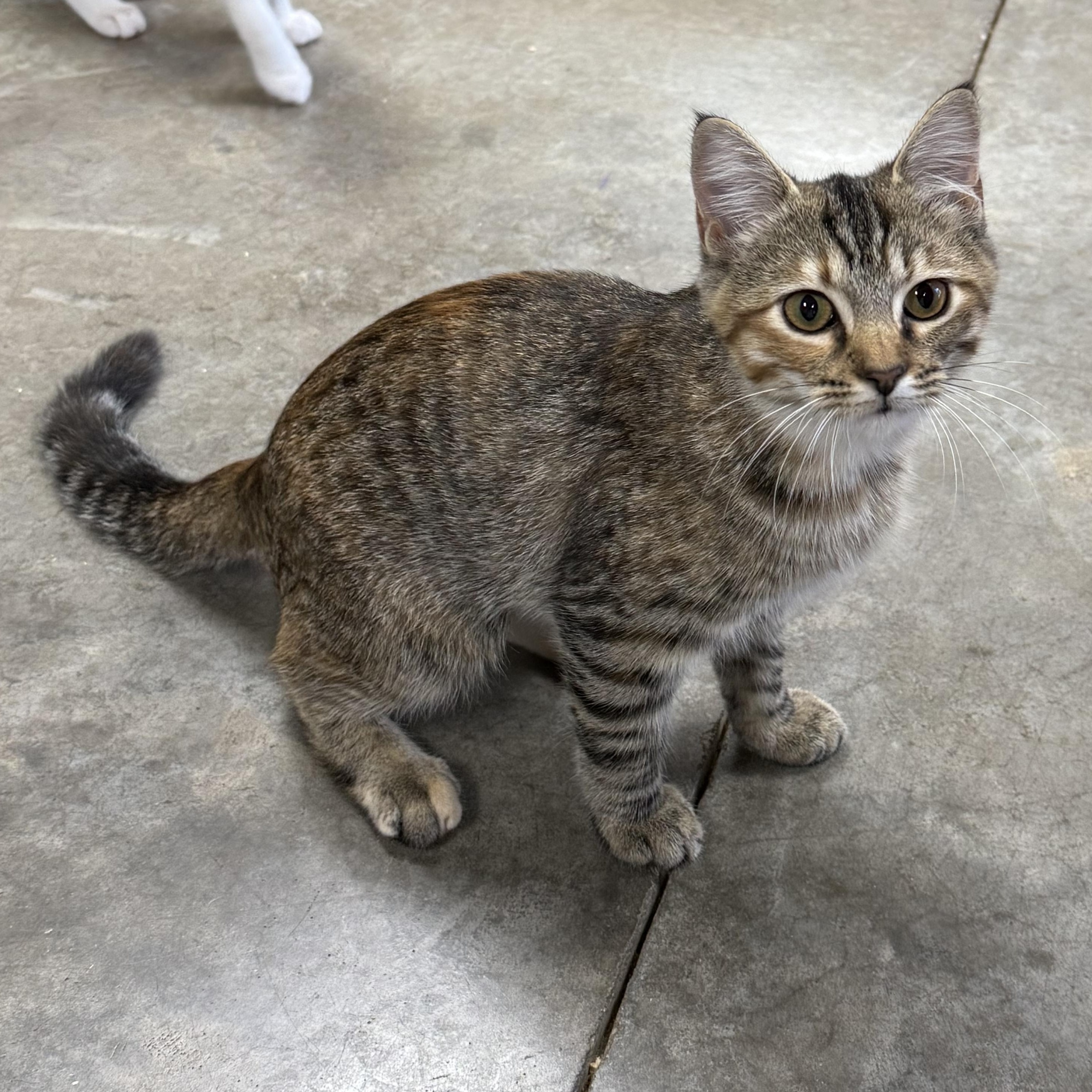 Enlarge Jubilee, a Adopted Domestic Short Hair in Collierville, TN image 2/4