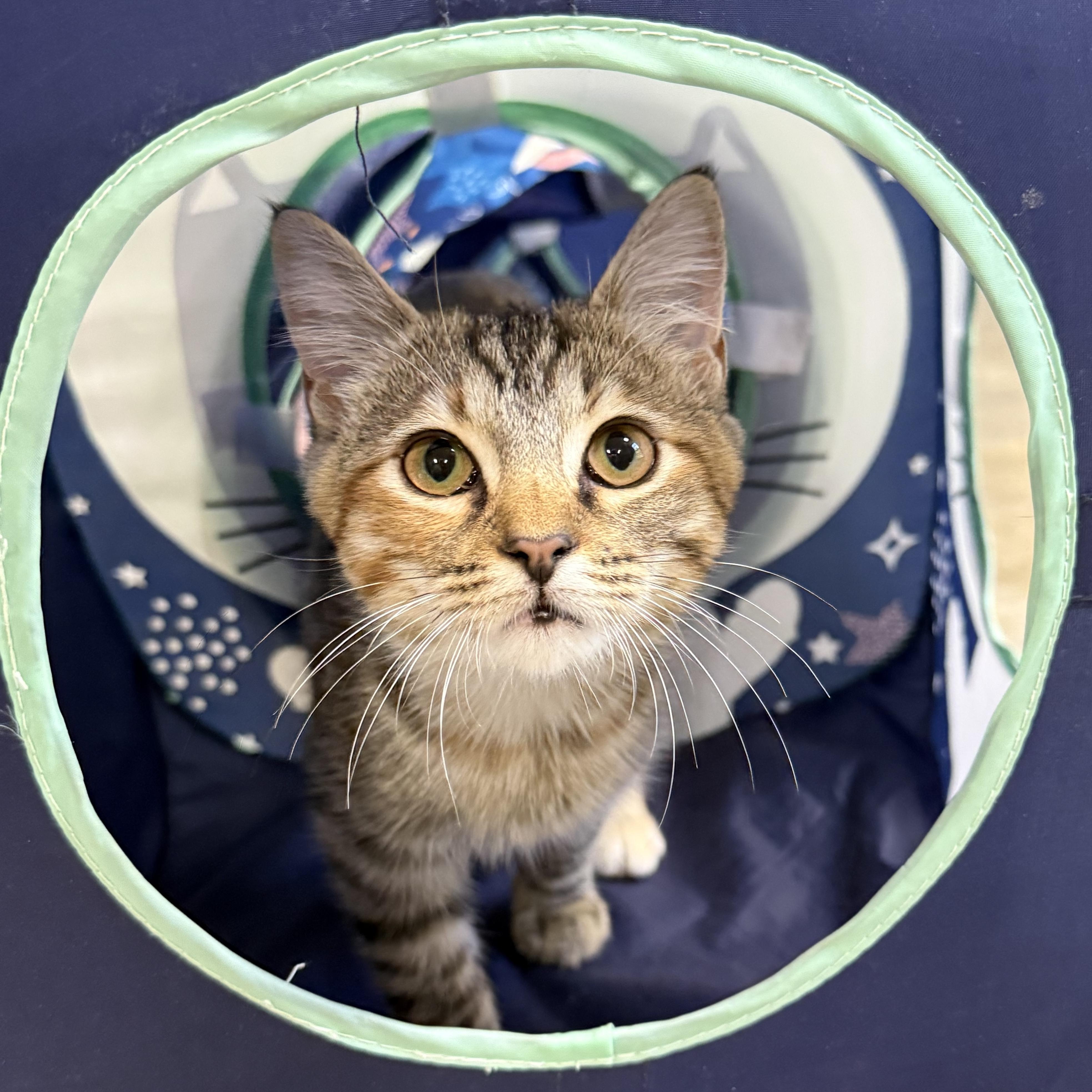 Enlarge Jubilee, a Adopted Domestic Short Hair in Collierville, TN image 1/4