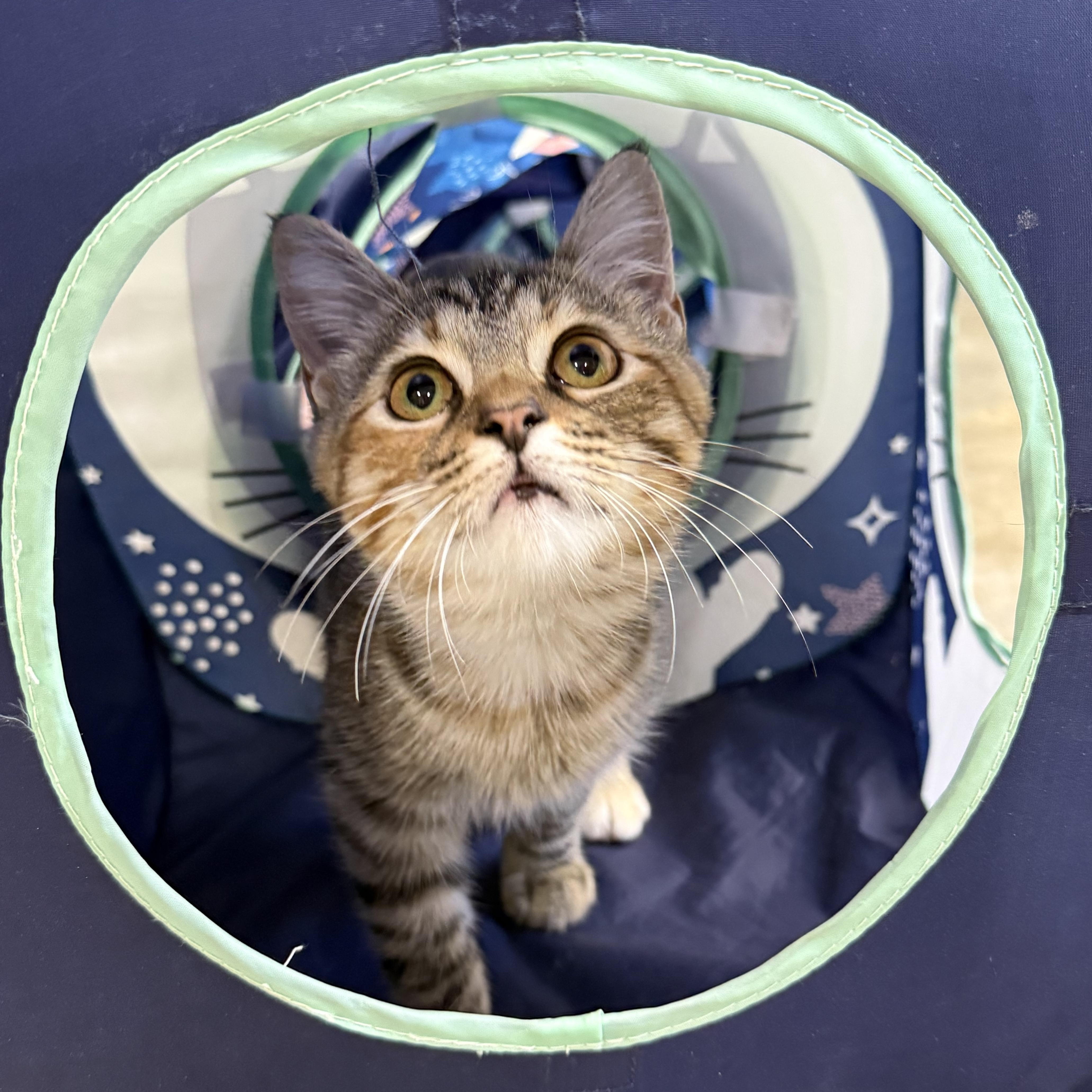 Enlarge Jubilee, a Adopted Domestic Short Hair in Collierville, TN image 3/4
