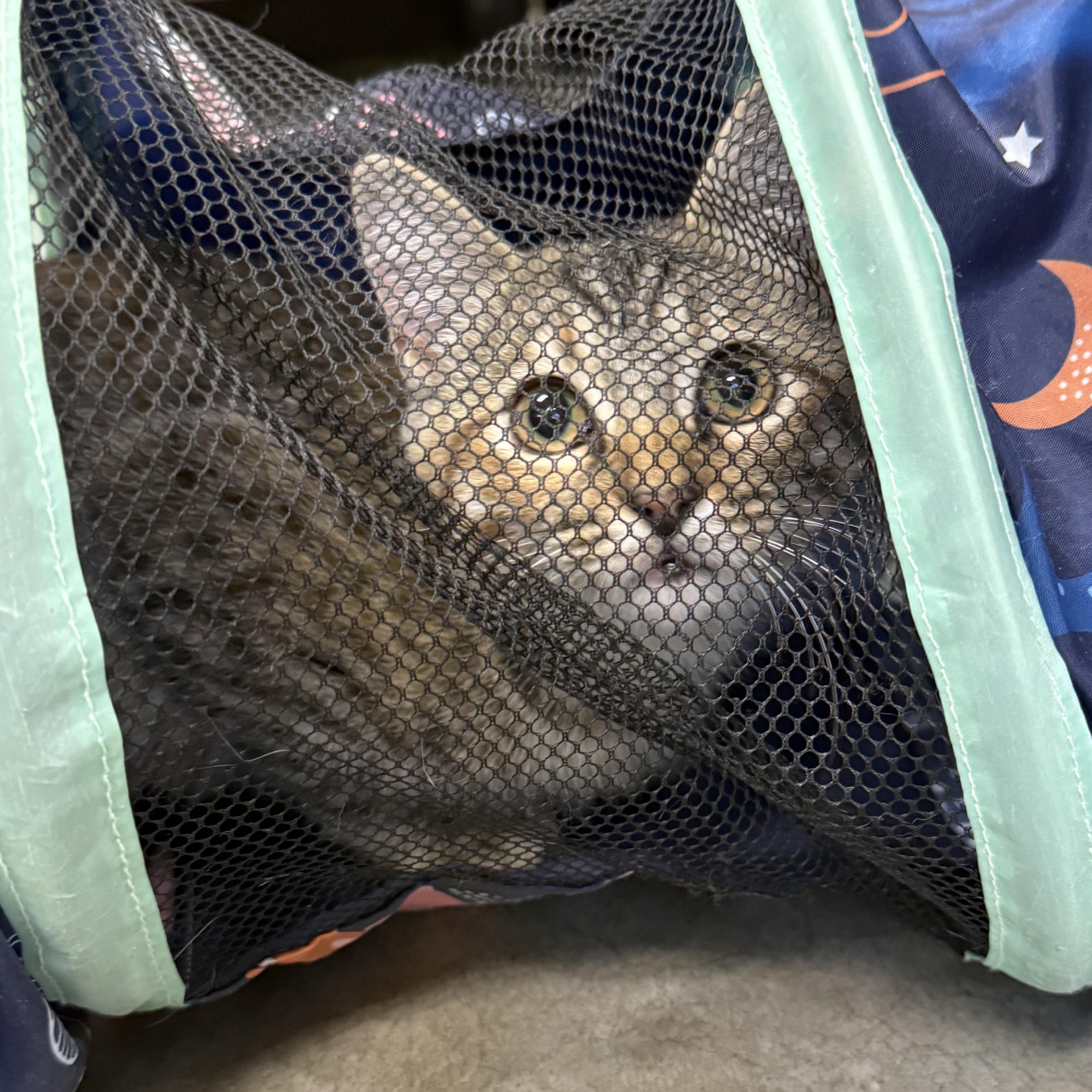Enlarge Jubilee, a Adopted Domestic Short Hair in Collierville, TN image 4/4