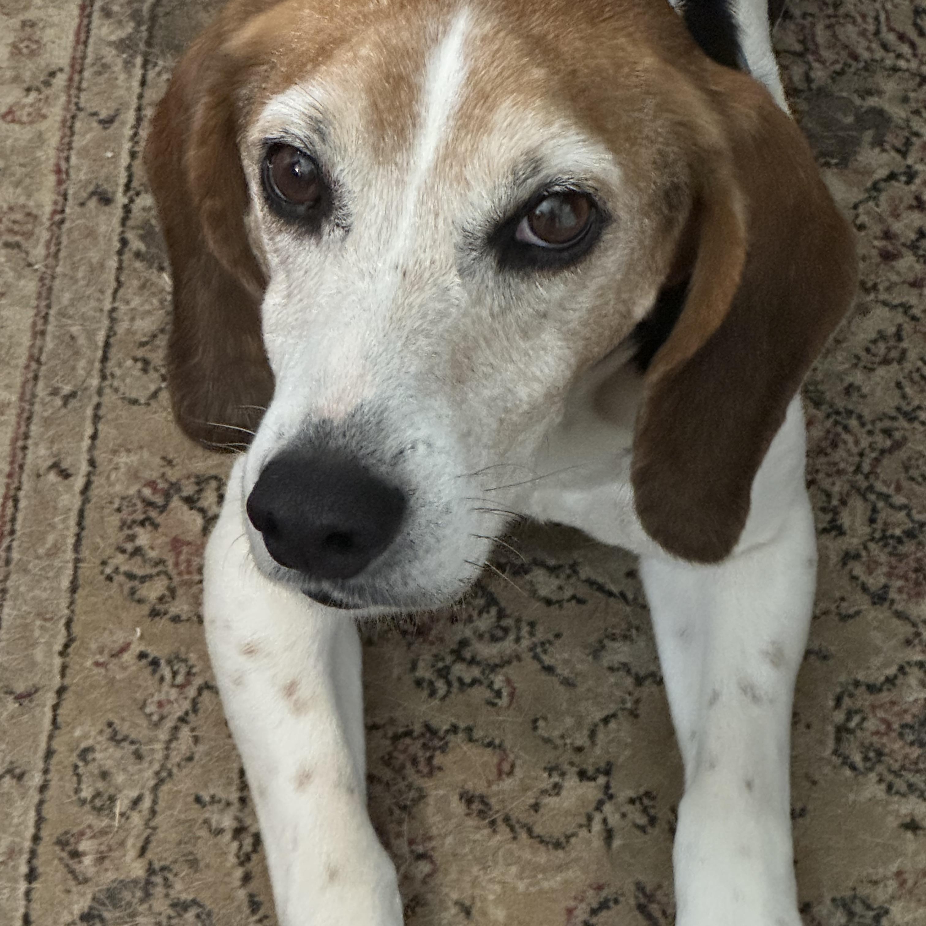 Enlarge Colten, an adopted Beagle in Grandy, NC image 1/4