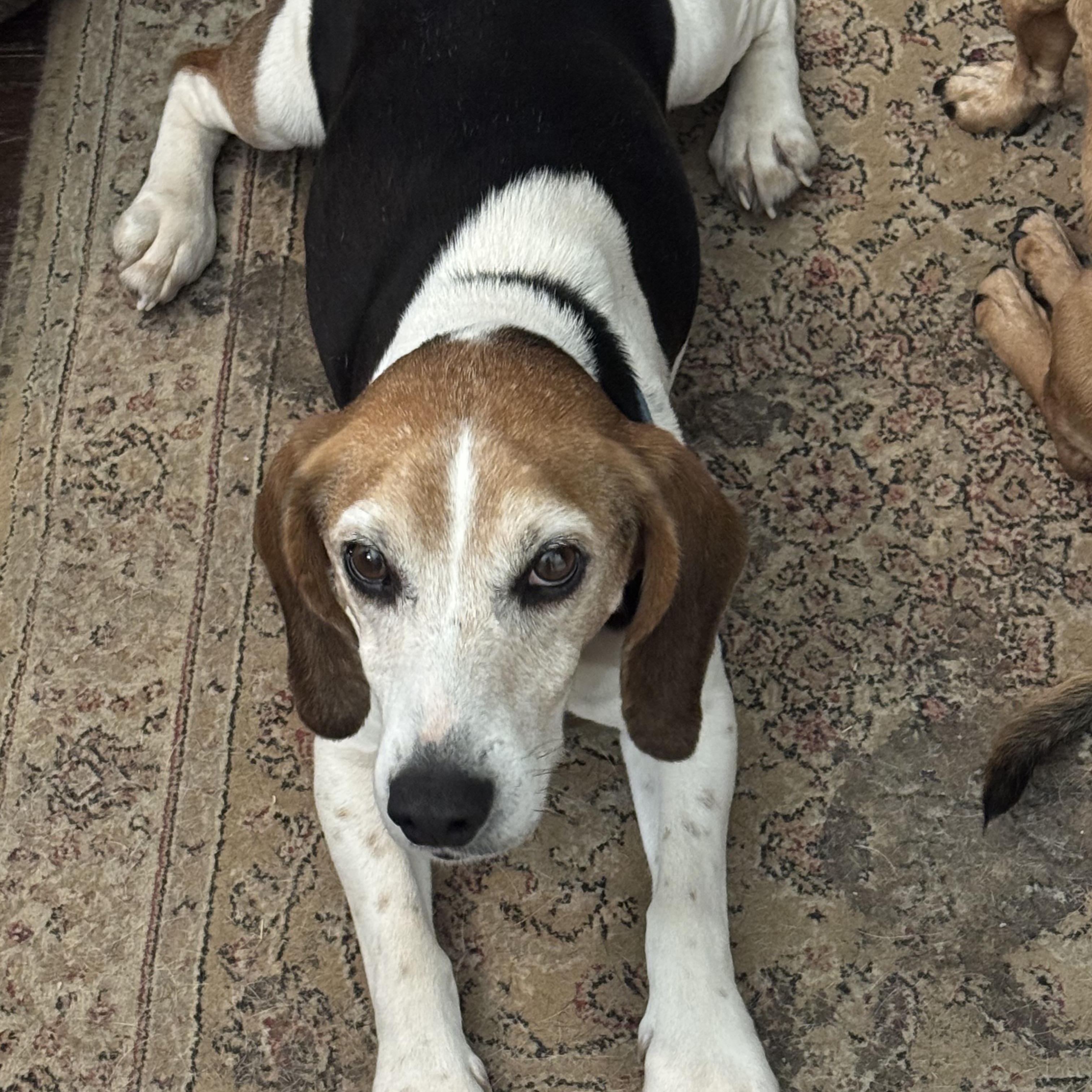Enlarge Colten, an adopted Beagle in Grandy, NC image 2/4