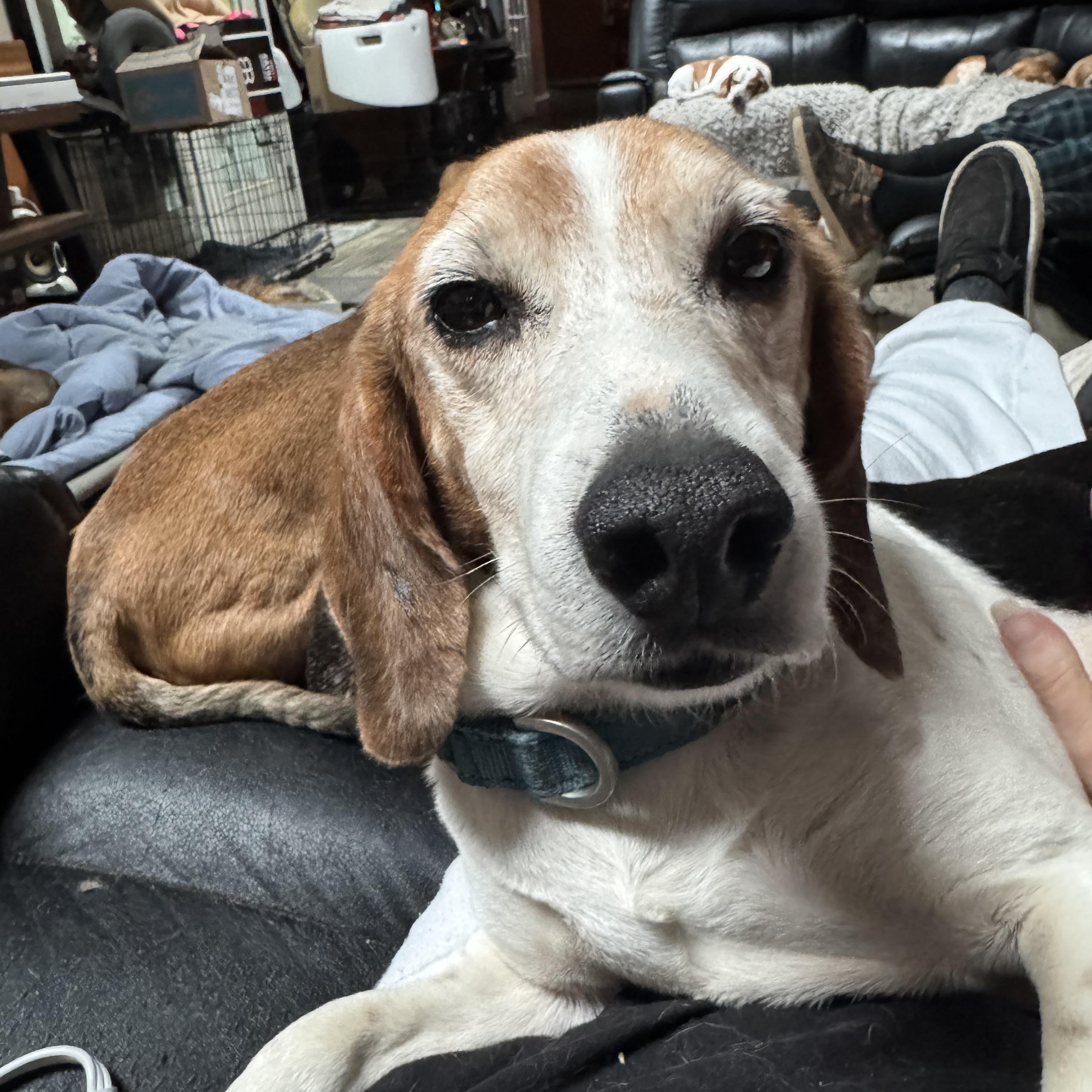 Enlarge Colten, an adopted Beagle in Grandy, NC image 3/4