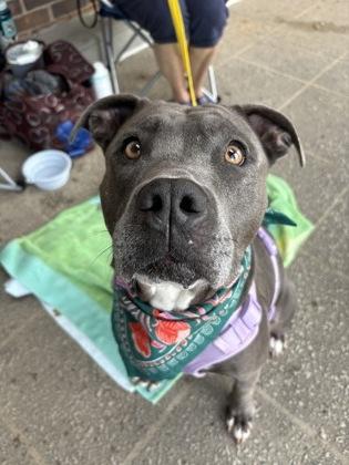 Allegria, a Adoptable mixed breed in Atlanta, GA image 2/3