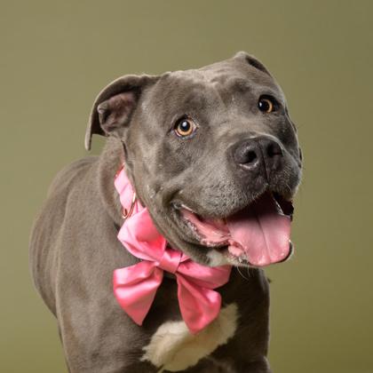 Allegria, a Adoptable mixed breed in Atlanta, GA image 2/3