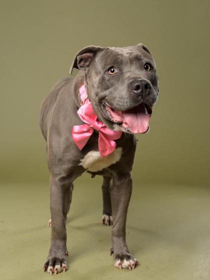 Enlarge Allegria, a Adoptable mixed breed in Atlanta, GA image 1/3