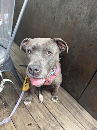 Enlarge Allegria, a Adoptable mixed breed in Atlanta, GA image 2/3