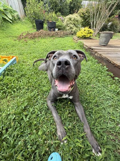 Enlarge Allegria, a Adoptable mixed breed in Atlanta, GA image 2/3