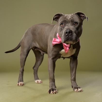 Allegria, a Adoptable mixed breed in Atlanta, GA image 3/3