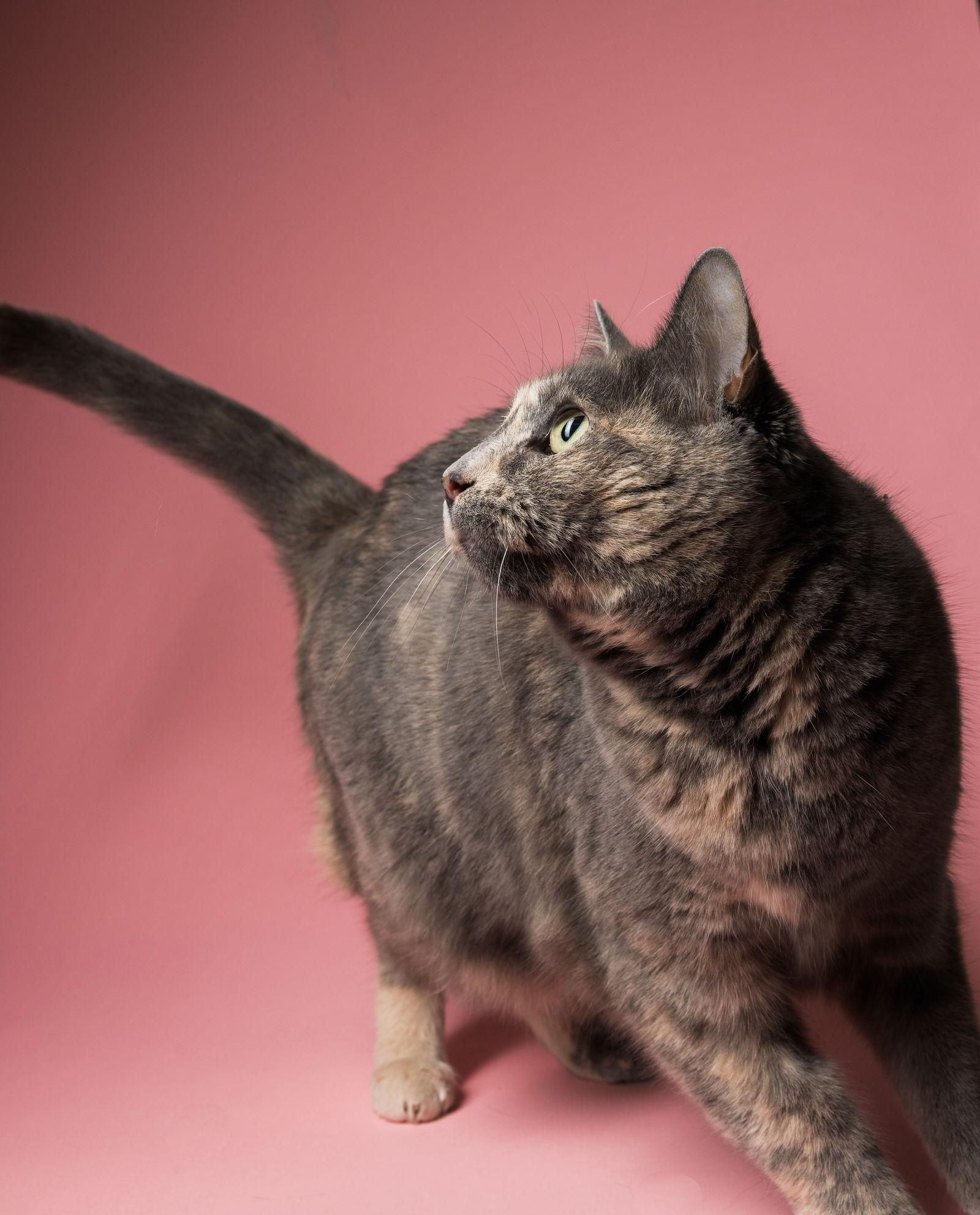 Enlarge Sparky, a Adoptable Domestic Short Hair in New Castle, DE image 1/3