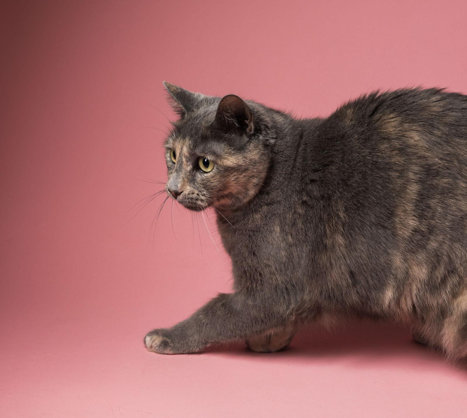 Enlarge Sparky, a Adoptable Domestic Short Hair in New Castle, DE image 3/3