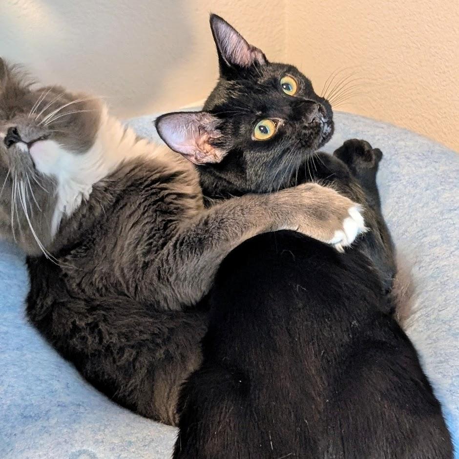 Topaz - Elder Kitten Discount Adoption Fee