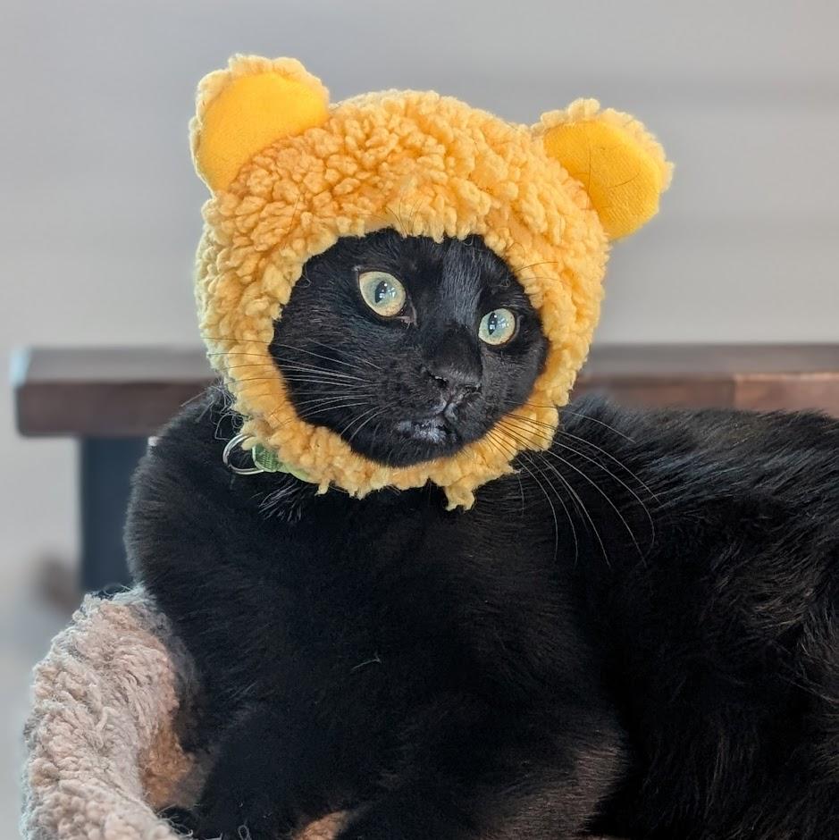 Topaz - Elder Kitten Discount Adoption Fee