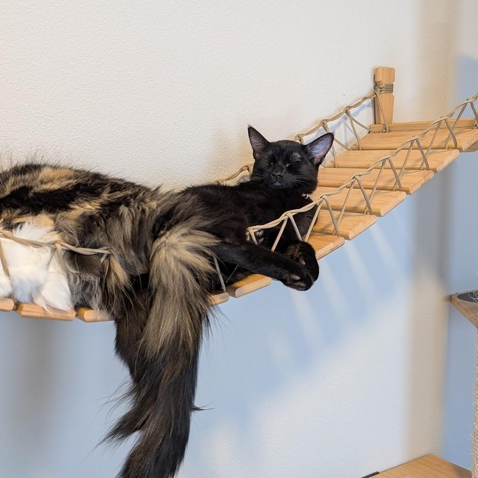 Topaz - Elder Kitten Discount Adoption Fee