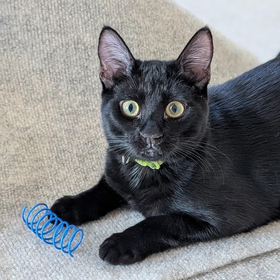 Topaz - Elder Kitten Discount Adoption Fee