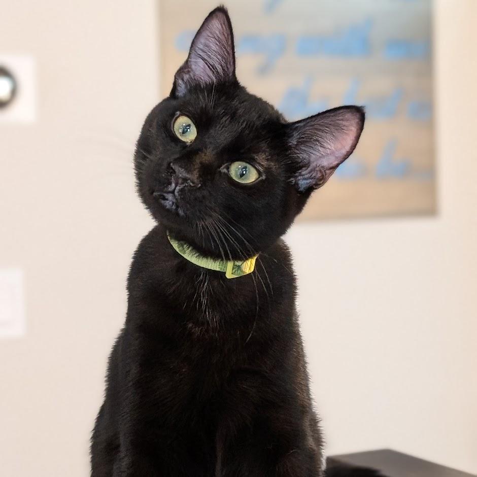 Topaz - Elder Kitten Discount Adoption Fee