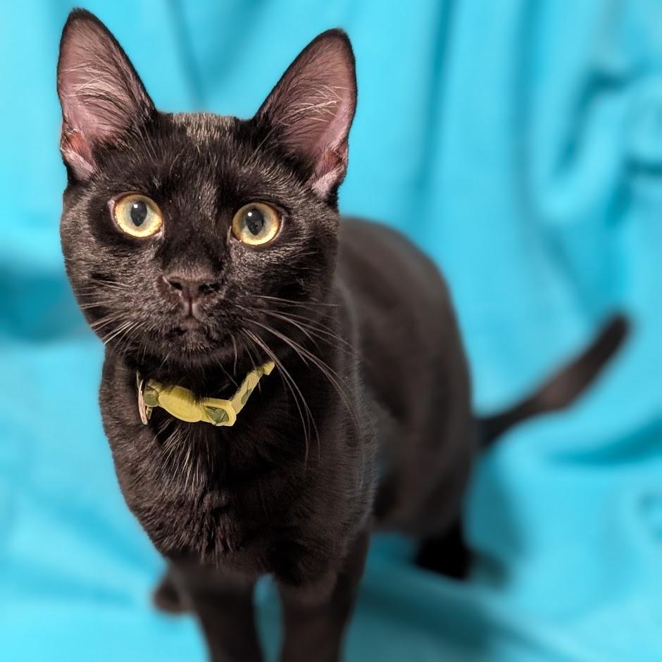 Topaz - Elder Kitten Discount Adoption Fee