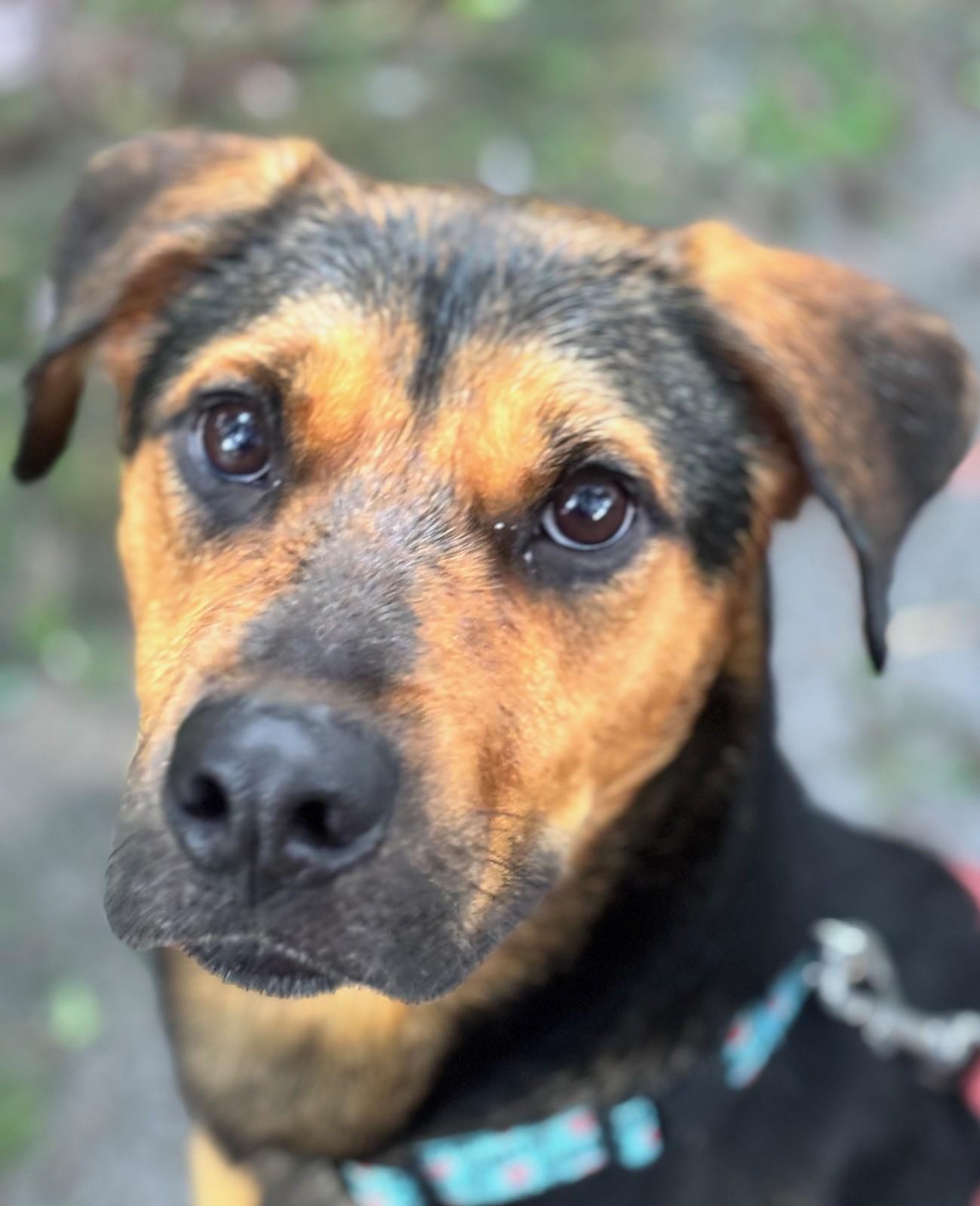 Enlarge Willie, a ADOPTABLE mixed breed in Newport, OR image 1/2