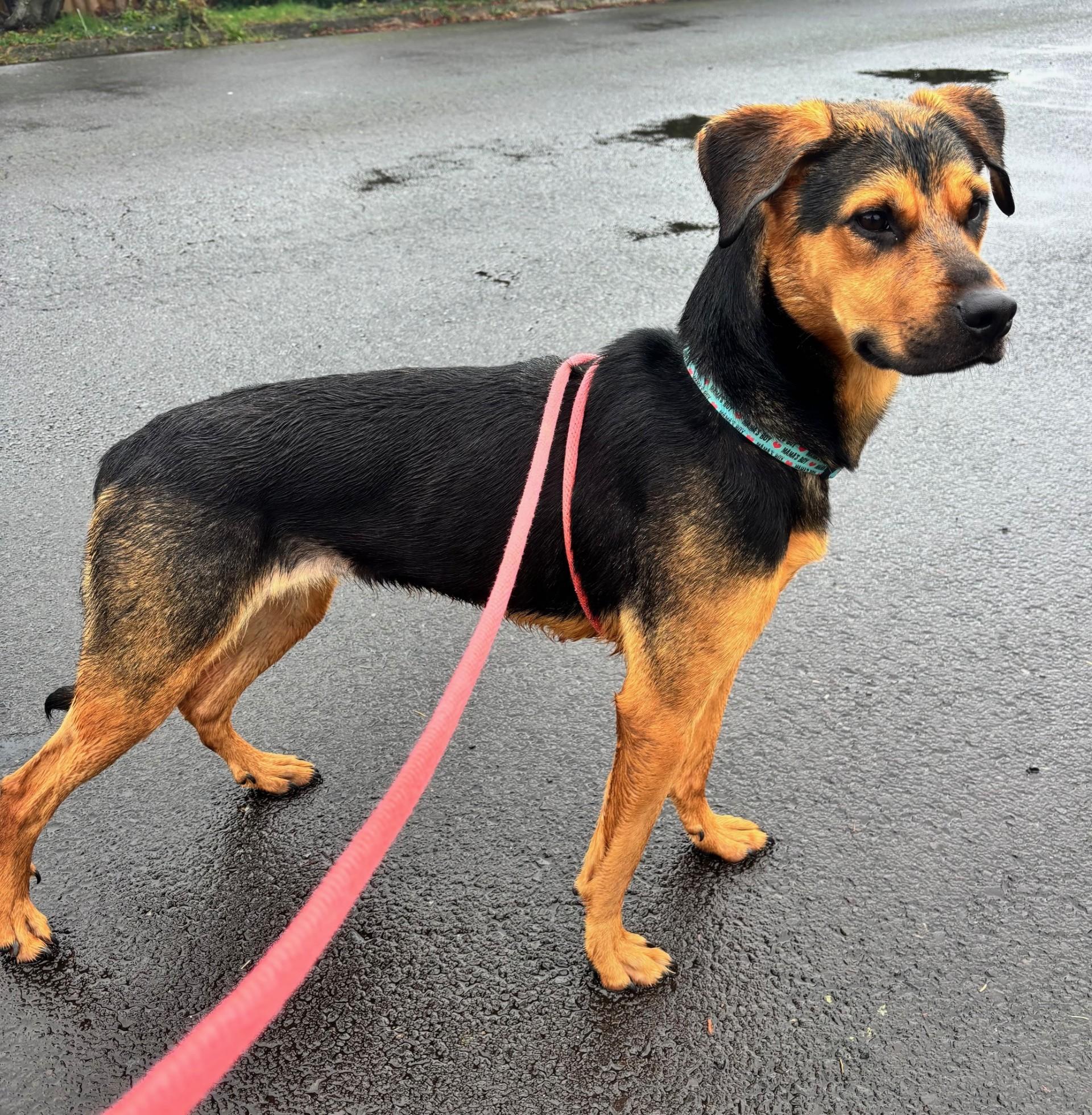 Enlarge Willie, a ADOPTABLE mixed breed in Newport, OR image 2/2