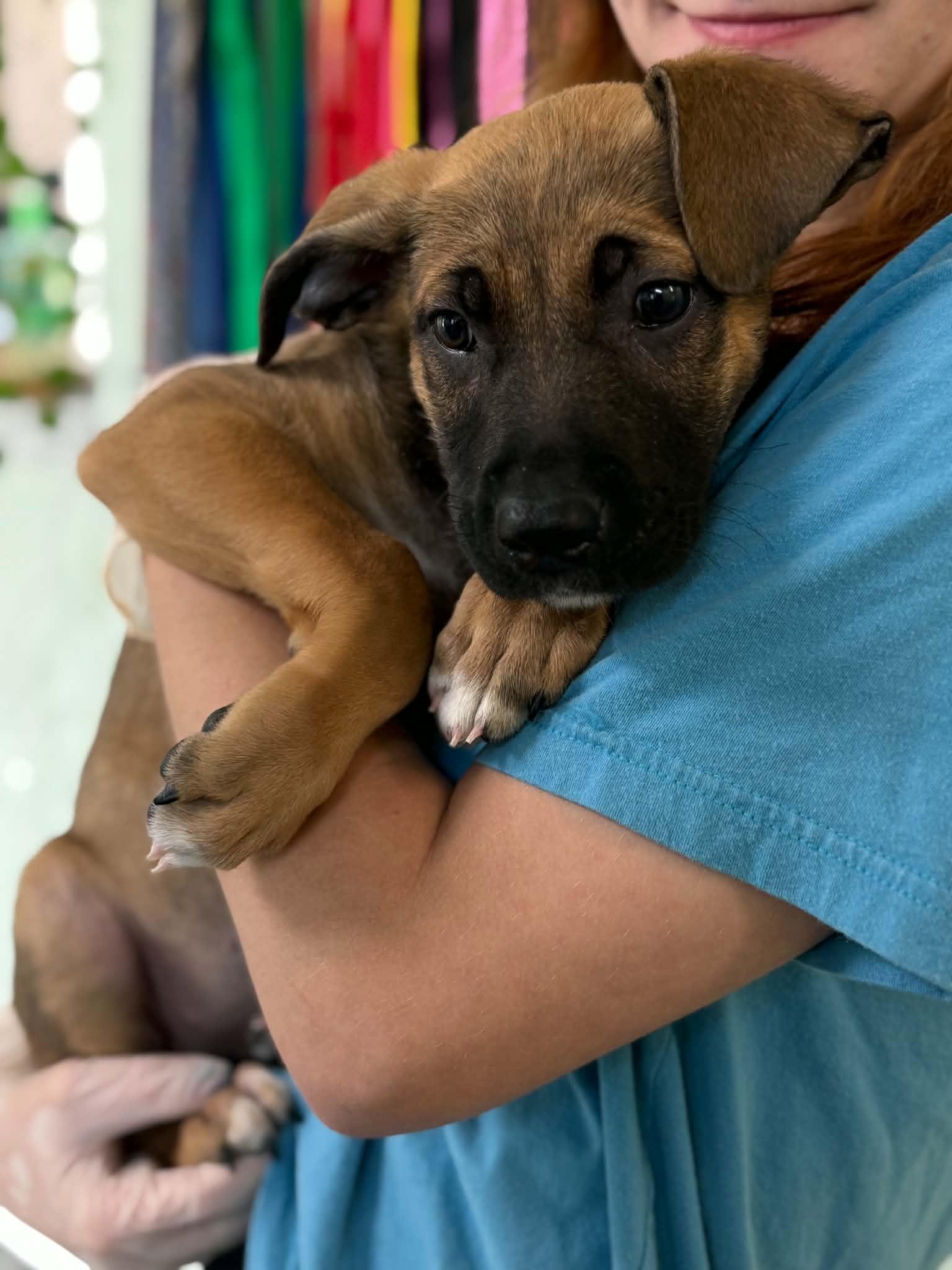 Nala, Adoptable, Puppy Female German Shepherd Dog.