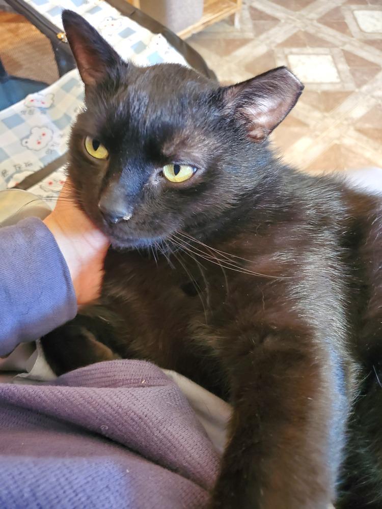 Blackie, Adoptable, Adult Male Domestic Short Hair.