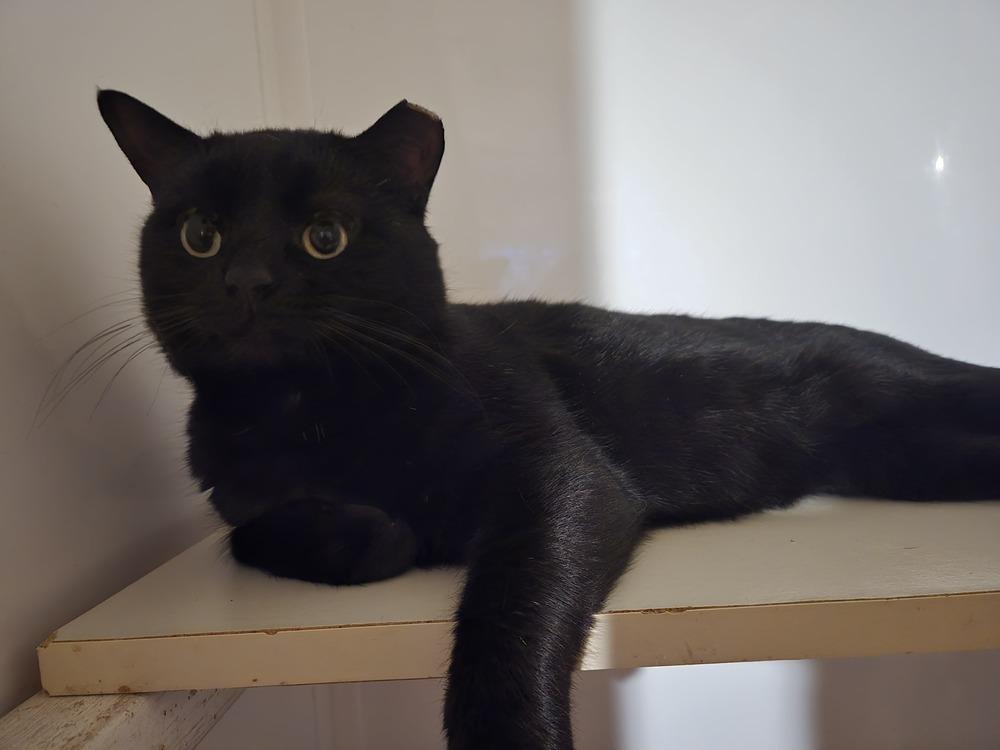 Enlarge Blackie, a Adoptable Domestic Short Hair in Skippack, PA image 3/6