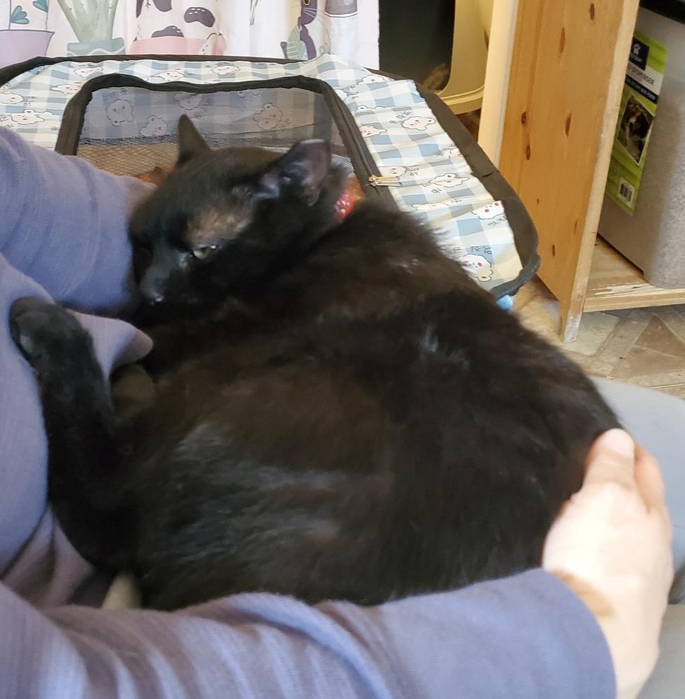 Enlarge Blackie, a Adoptable Domestic Short Hair in Skippack, PA image 4/6