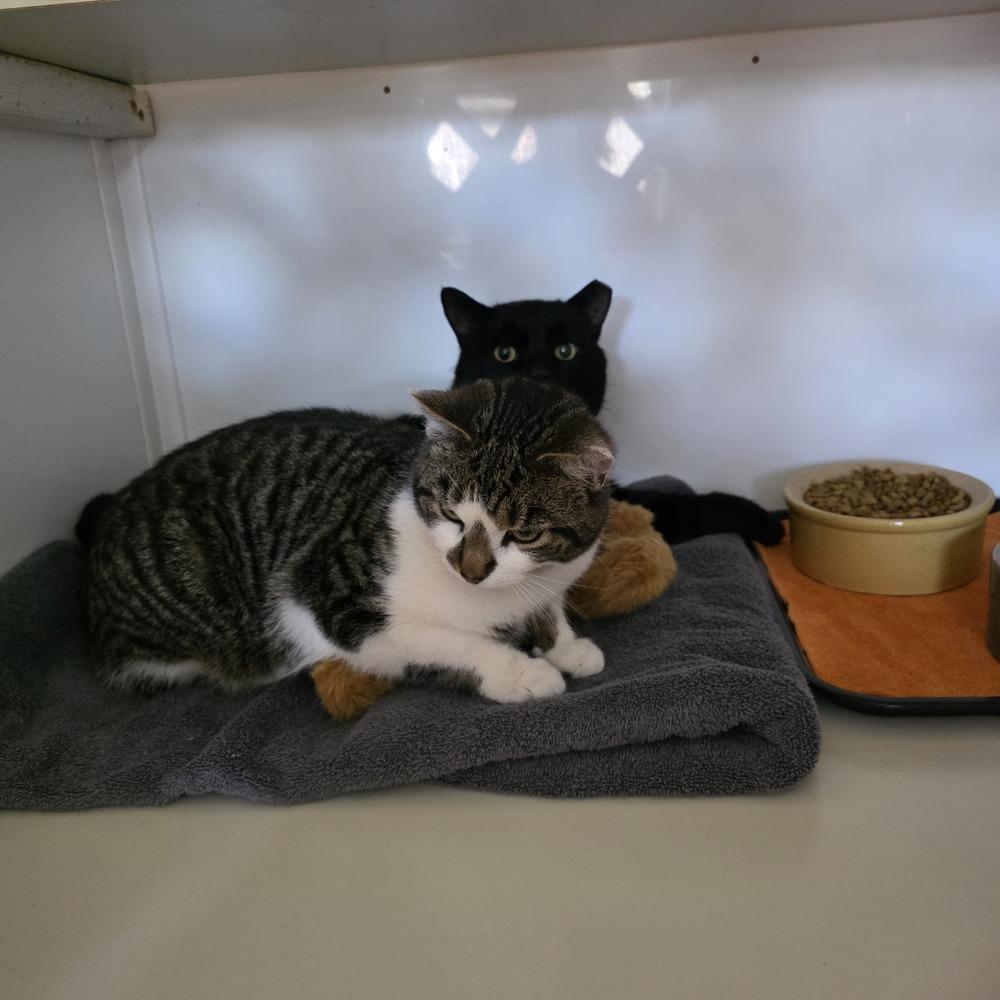 Enlarge Blackie, a Adoptable Domestic Short Hair in Skippack, PA image 3/6