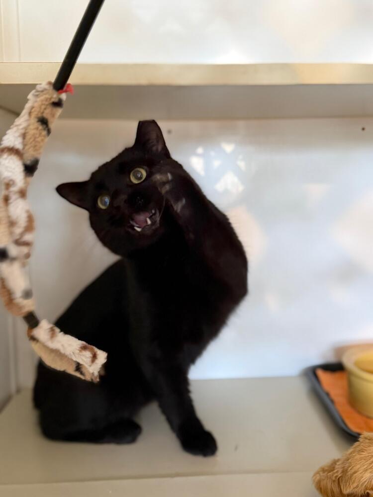 Enlarge Blackie, a Adoptable Domestic Short Hair in Skippack, PA image 4/6