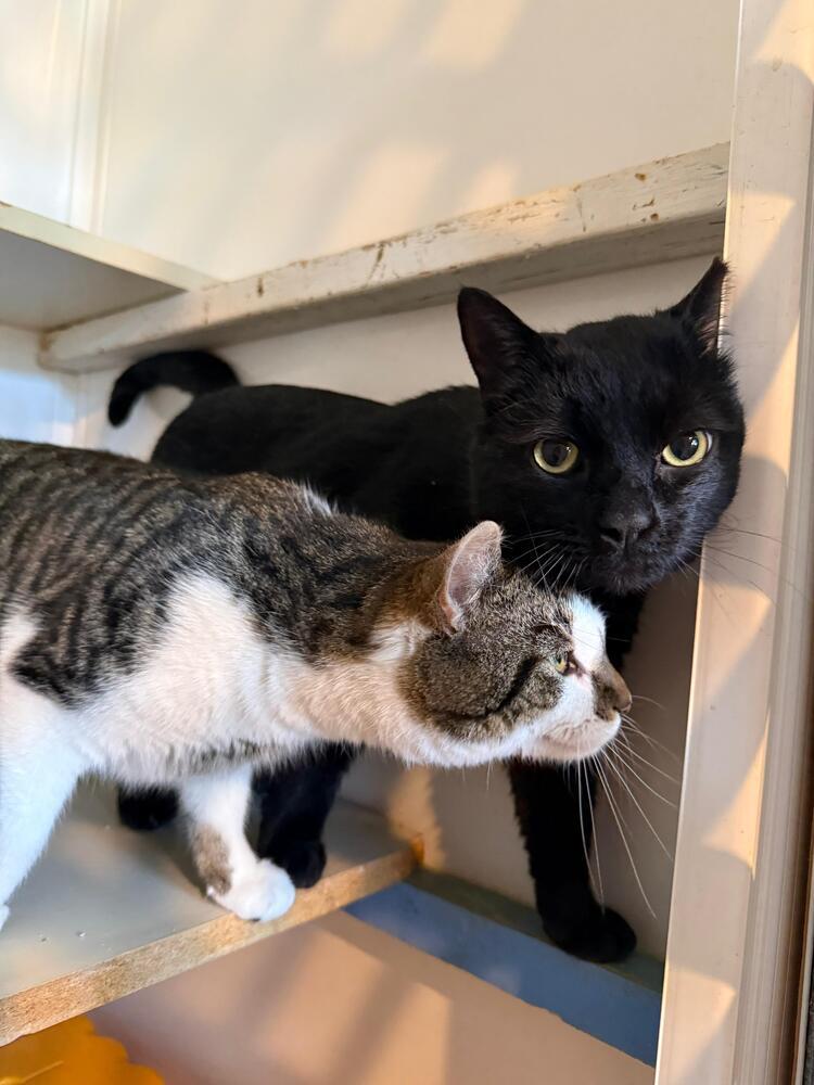 Enlarge Blackie, a Adoptable Domestic Short Hair in Skippack, PA image 5/6