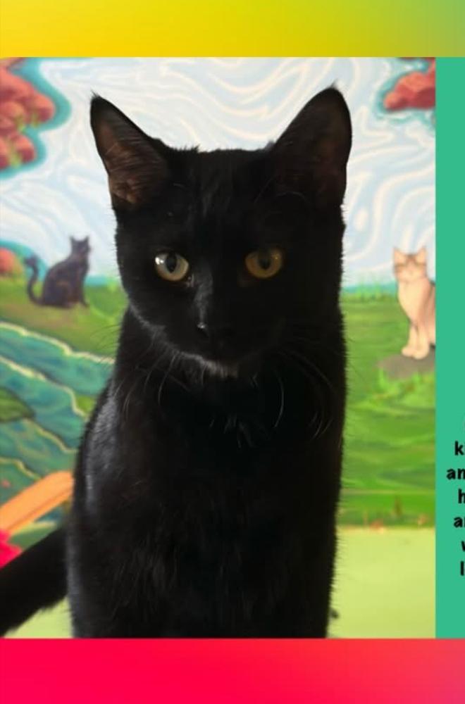 Enlarge Oriole, a Adoptable mixed breed in Lafayette, CO image 1/3