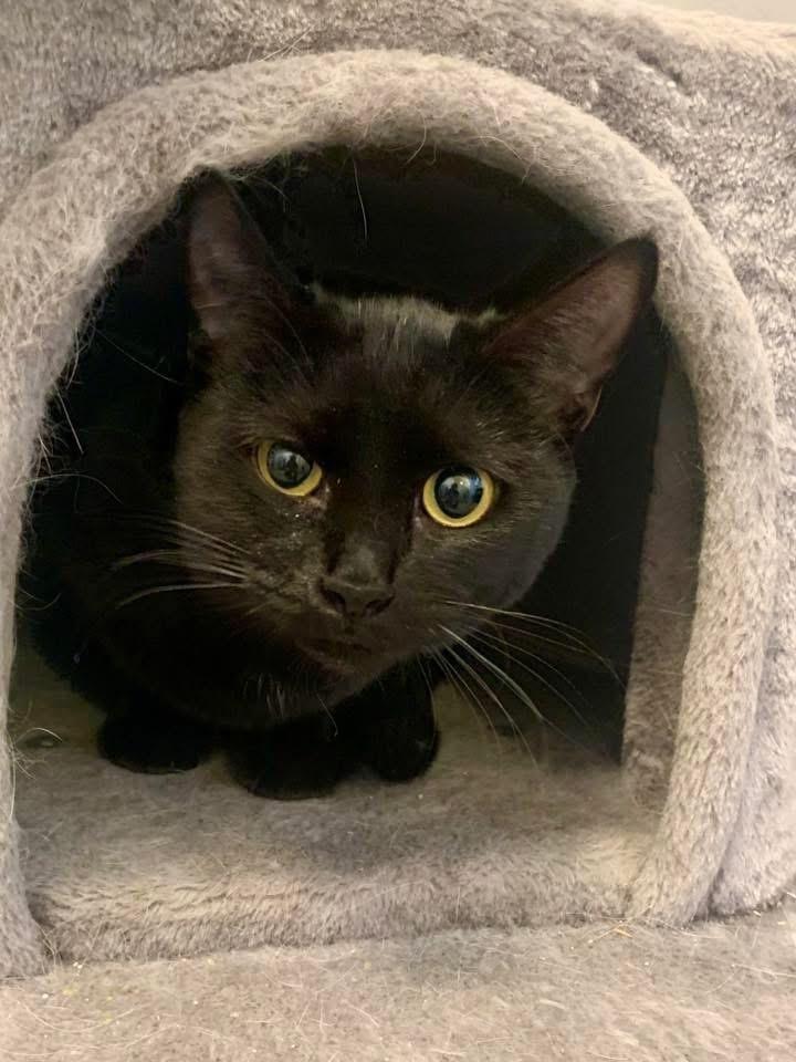 Enlarge Oriole, a Adoptable mixed breed in Lafayette, CO image 3/3