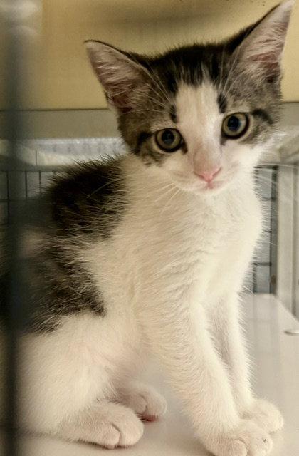 Enlarge Bernadette 3.12.26, a Adoptable Domestic Short Hair in Apopka, FL image 1/3