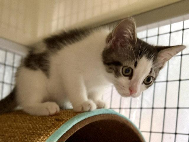 Enlarge Bernadette 3.12.26, a Adoptable Domestic Short Hair in Apopka, FL image 2/3