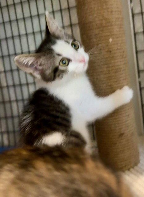 Enlarge Bernadette 3.12.26, a Adoptable Domestic Short Hair in Apopka, FL image 3/3