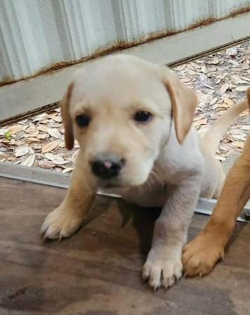 Enlarge Diamond, a Adoptable mixed breed in Eutawville, SC image 3/6