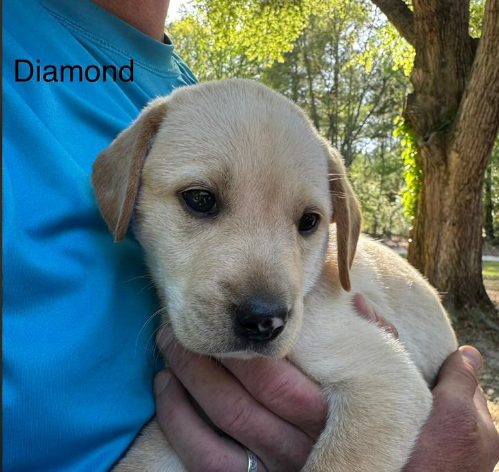 Enlarge Diamond, a Adoptable mixed breed in Eutawville, SC image 4/6