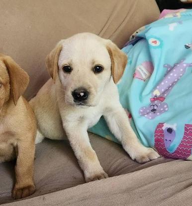 Enlarge Diamond, a Adoptable mixed breed in Eutawville, SC image 2/6