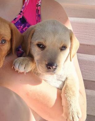 Enlarge Diamond, a Adoptable mixed breed in Eutawville, SC image 5/6