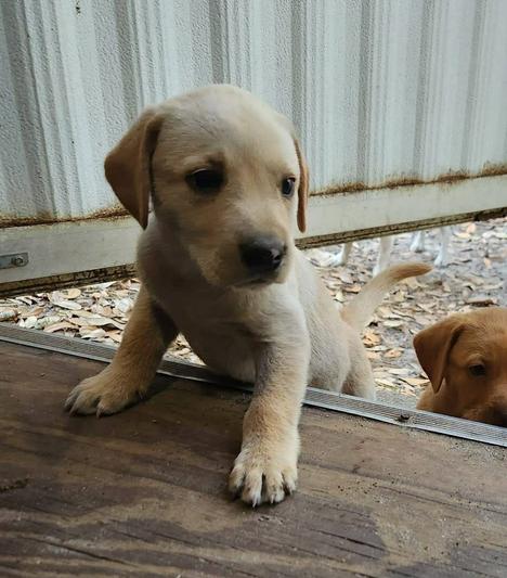 Enlarge Diamond, a Adoptable mixed breed in Eutawville, SC image 6/6