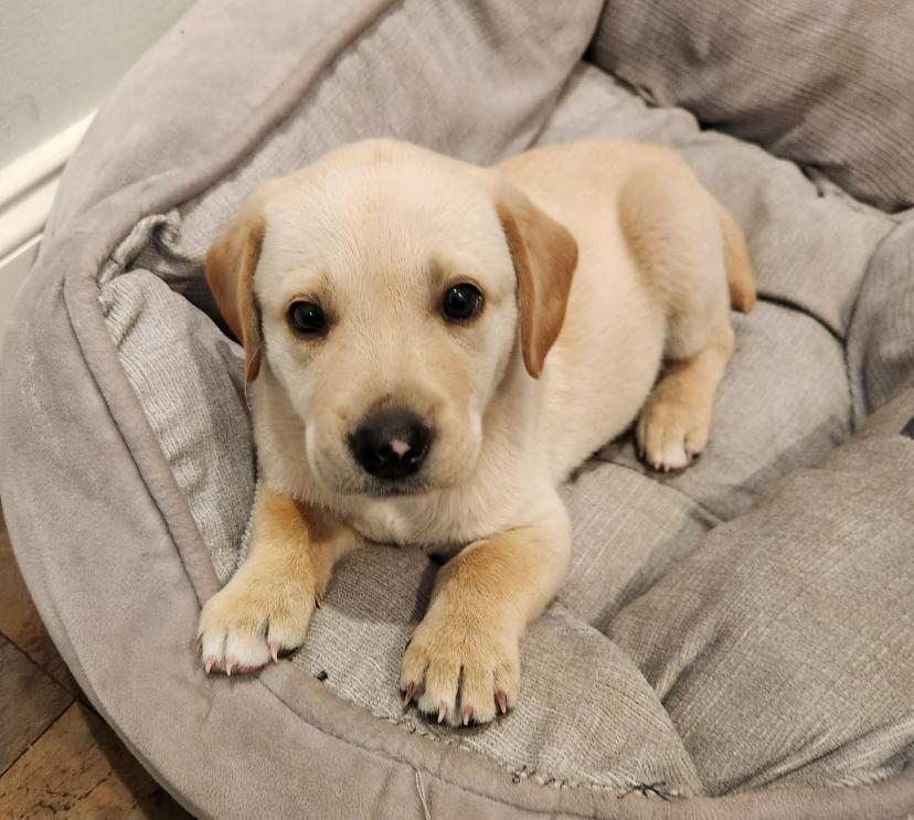 Diamond, Adoptable, Puppy Female Labrador Retriever.
