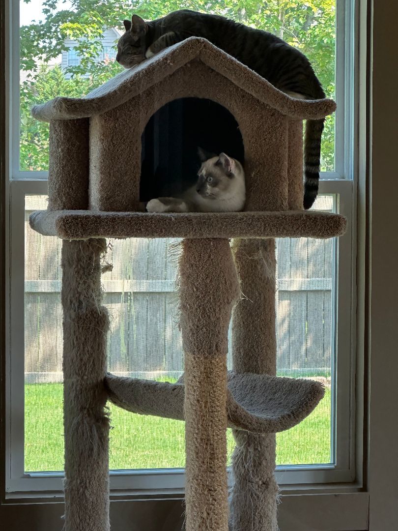 Enlarge Isaac, a Adopted mixed breed in Huntsville, AL image 1/8