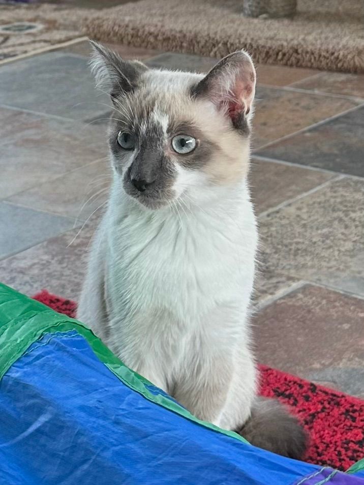 Enlarge Isaac, a Adopted mixed breed in Huntsville, AL image 3/8