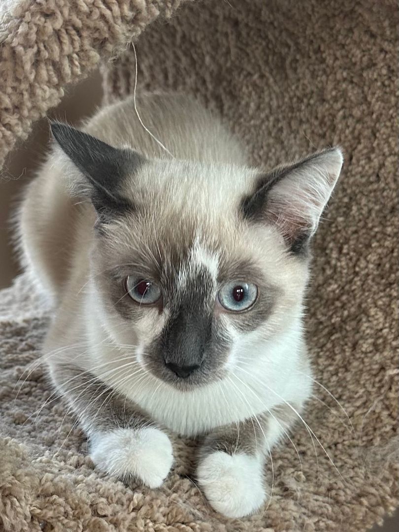 Enlarge Isaac, a Adopted mixed breed in Huntsville, AL image 4/8