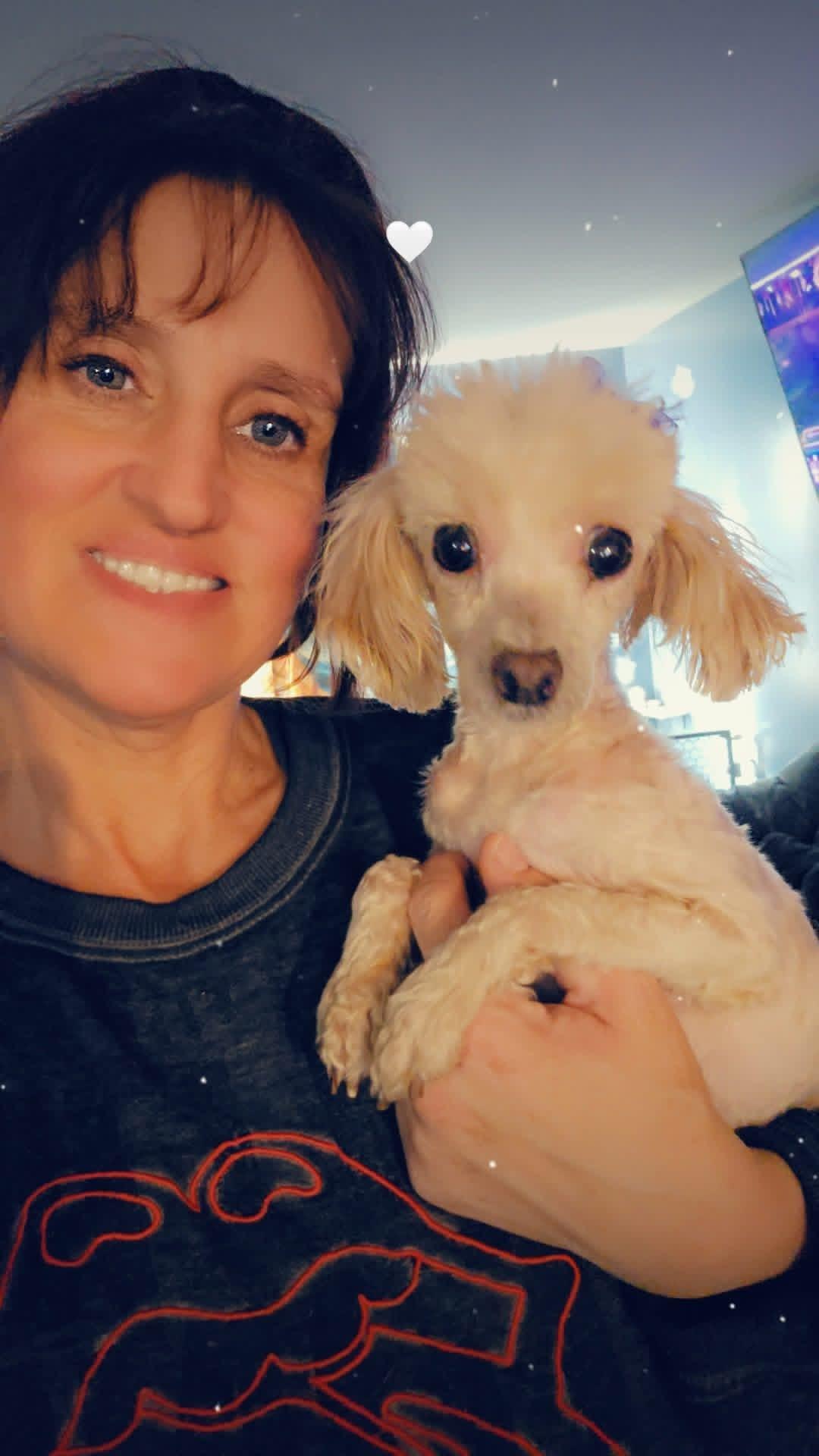 Chelsie! Little princess!, Adoptable, Adult Female Poodle (Toy).