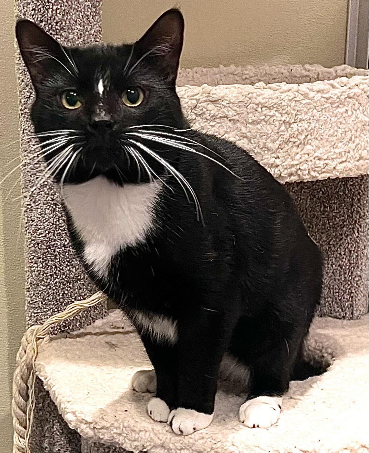 Enlarge Nico, Gumdrop, and Gingerbread, a Adoptable Domestic Short Hair in Waltham, MA image 1/4